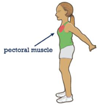 Image of where the pectoral muscle is on the body