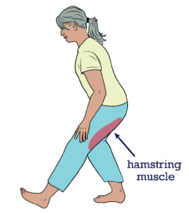 Image of where the hamstring muscle is on the body