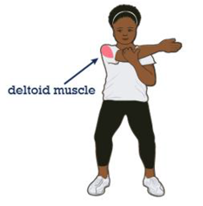 Image of where the deltoid muscle is on the body