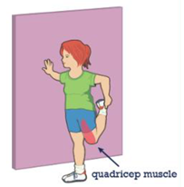 Image of where the quadricep muscle is on the body